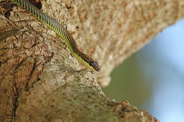 Yellow and black snake with orange spots peering over a tree trunk
