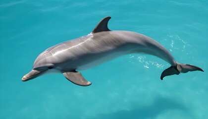 A Dolphin Swimming In Clear Turquoise Waters