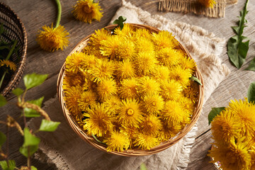 Fresh yellow dandelion flowers in a wicker basket on a table