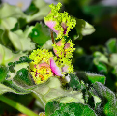 Beautiful flowers of saintpaulia variety LE Enigma with pink petals with green frill on ruffled edges close up. Floriculture concept. Wonderful perennial potted homeplant