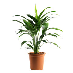 Potted Plant on white background,png