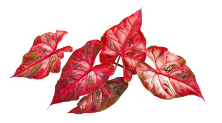 Red Caladium leaves pattern or elephant ear on white background,png