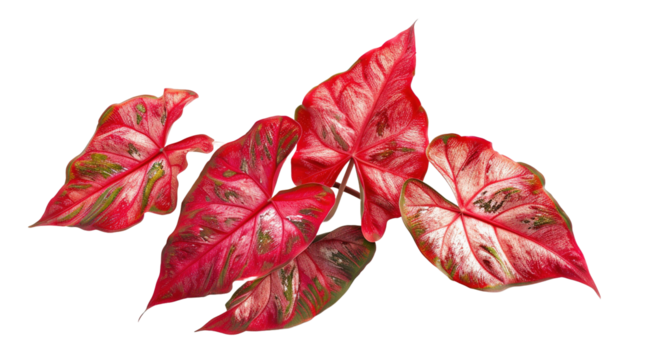 Red Caladium leaves pattern or elephant ear on white background,png