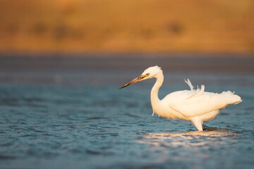 bird in the water, heron at the time of hunting