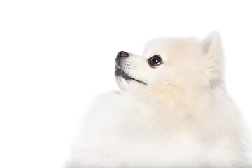 Portrait of a Pomeranian Spitz, closeup, side view,  isolated on a white background