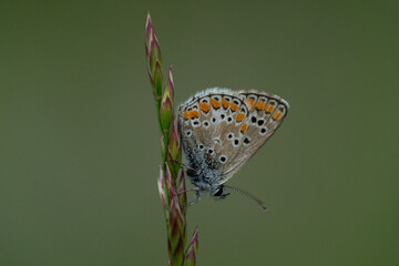 butterfly on a leaf