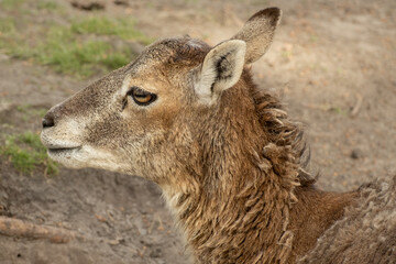 Fallow deer in the landscape