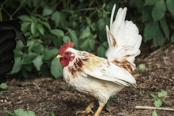 small white dwarf cock looking for food