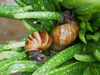 Two snail in the middle of aloe vera plant.