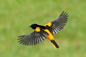 Baltimore Orioles in flight over lawn on summer day