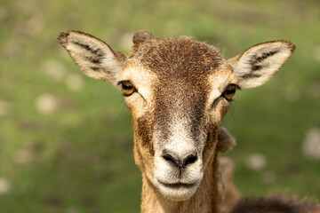 Fallow deer looking into the camera, portrait