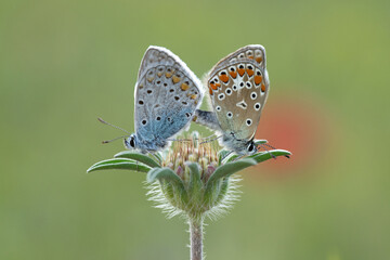 butterfly on a flower