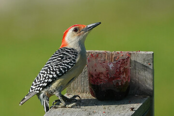 Red Bellied Woodpecker male challenging Baltimore orioles in spring