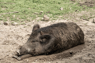 sleeping wild boar in the sun