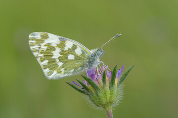 butterfly on a flower