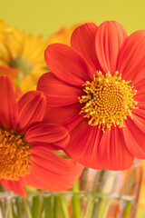 Tithonia rotundifolia flowers have bright orange petals and a yellow center.