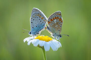 butterfly on a flower
