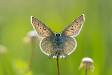 butterfly on grass