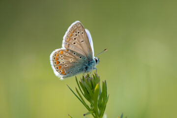 butterfly on a leaf