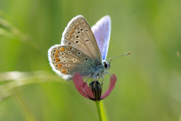 butterfly on a flower