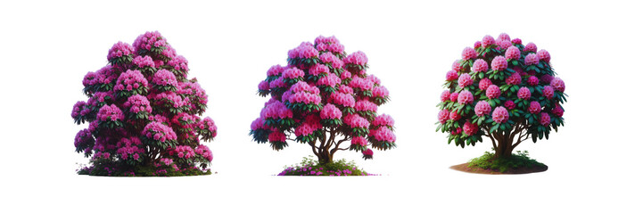 Set of Three Rhododendron bush with pink flower, isolated over on transparent white background
