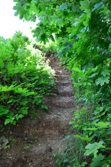 a path through a forest with green leaves leads upwards 