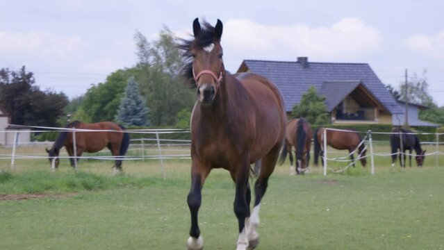 Koń w stadlinie koni