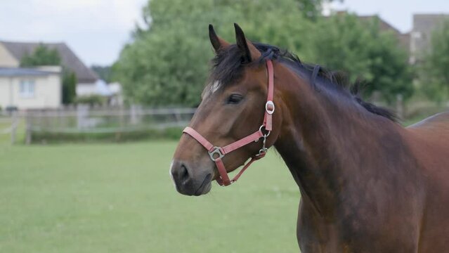 Koń w stadlinie koni
