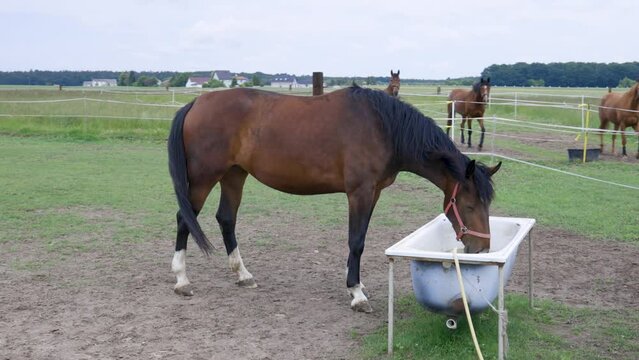 Koń w stadlinie koni