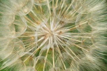 Fototapete Big dandelion macro close details background © moreidea