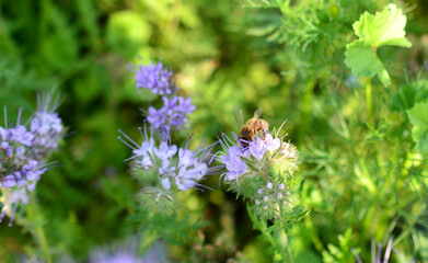 a bee is sitting on a purple flower in the grass