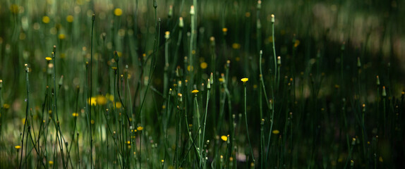 Dramatic image of a field of dandelion flowers and stems in the spotted sunlight foothills of...