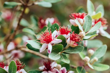 Feijoa shrub flower, nature background