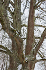 Beautiful tree branches in winter closeup