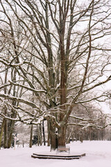 Bench for lovers under a beautiful tree in winter