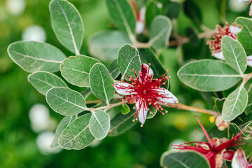 Feijoa shrub flower, nature background