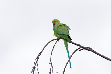 Une perruche à collier (Psittacula krameri) perchée sur la cime d'un bouleua