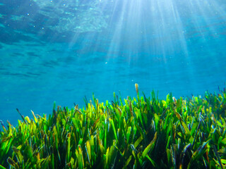 ray underwater, light, sunlight, sea, blue water, ocean, sun, surface, background, sun light, deep,...
