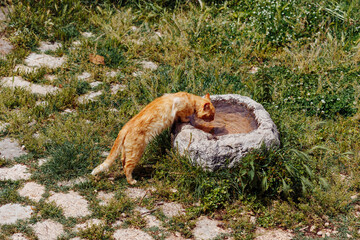 A cat is drinking water from a small well