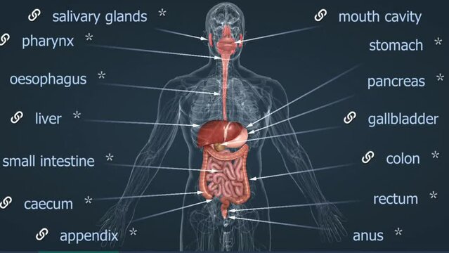 Digestive system glands
