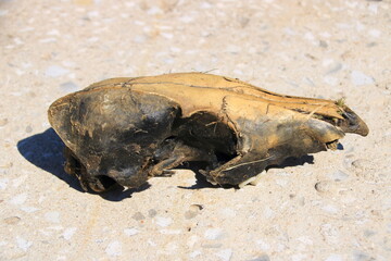 Knochen von einem Tierkopf von der Seite fotografiert