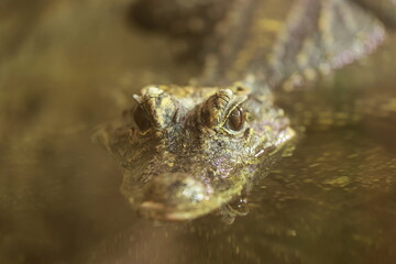 kopf eines kleinen krokodil von vorne fotografiert