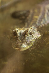 kopf eines kleinen krokodil von vorne fotografiert