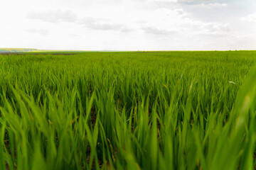 Close-up of wheat plants in a rural field. View of an agricultural wheat field. Agricultural...