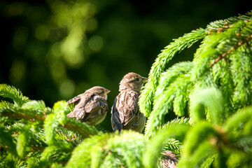 young sparrows perching on a twig from a spruce at a sunny spring day