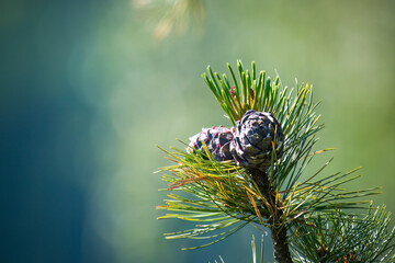 a cone from a swiss stone pine - pinus cembra -  at a spring day on the mountains