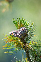 a cone from a swiss stone pine - pinus cembra -  at a spring day on the mountains