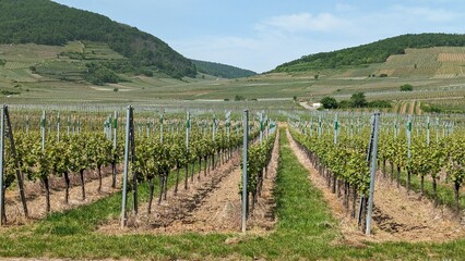 Obraz premium Beautiful Vineyard with Lush Green Grape Vines Under Clear Blue Skies
