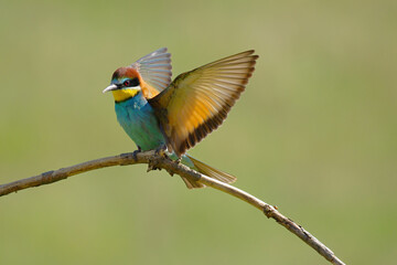 The European bee-eater is a near passerine bird in the bee-eater family, Meropidae. It breeds in...