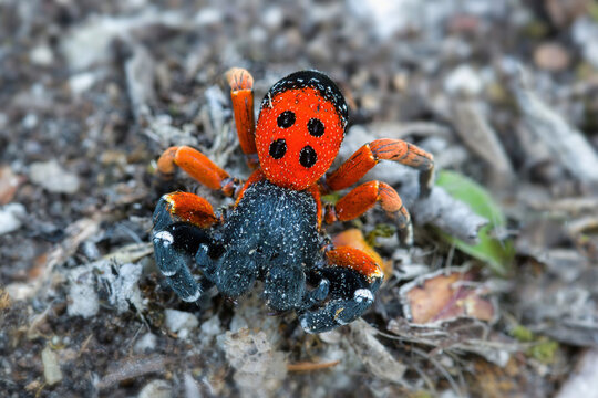 Wild poisonous velvet spider (Eresus moravicus) with alerting bright red coloration with black dots climbs on a grey rock partly covered with lichen